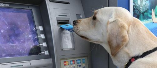 Adesso cani e gatti possono aprire un conto corrente presso la Banca Popolare di Piacenza
