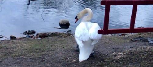 After being freed from the wire, the swan calmly strolled back into the water. / Image via Volunteers for Wildlife, used with permission.