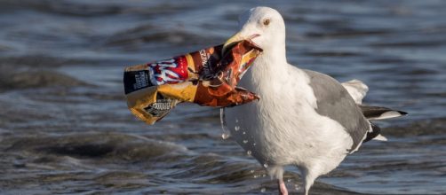 Stop trashing my ocean... or at least have the decency to leave some chips. - [Image via Ingrid Taylar / Wikimedia Commons]