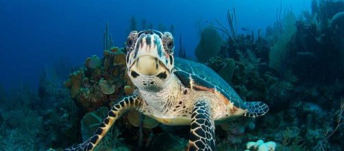 Conservación de las especies en peligro de extinción con la ayuda de software
