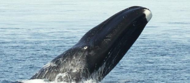 Todo sobre las ballenas, tipos y características - nauticalnewstoday.com Todo sobre las ballenas, tipos y características - nauticalnewstoday.com