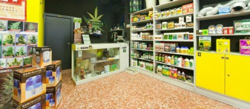 Cannabis light, boom di negozi growshop. Lo spinello legale ... - ilmessaggero.it