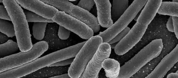 El lenguaje secreto de los virus ya no es un tabú, la búsqueda descubre la "publicación" El lenguaje secreto de los virus ya no es un tabú, la búsqueda descubre la "publicación"