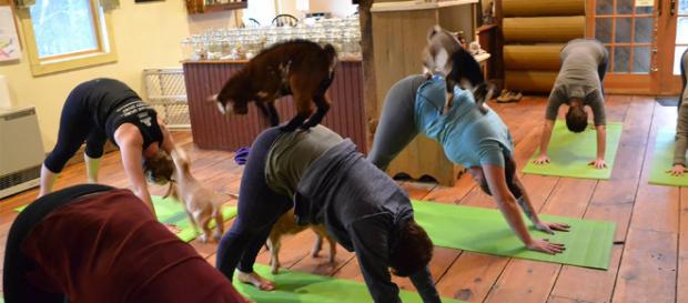 Yoga con crías de cabra, la última moda en meditación - Cultura - culturainquieta.com Yoga con crías de cabra, la última moda en meditación - Cultura - culturainquieta.com