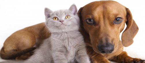 Cani e gatti potranno avere un conto corrente presso la banca di Piacenza