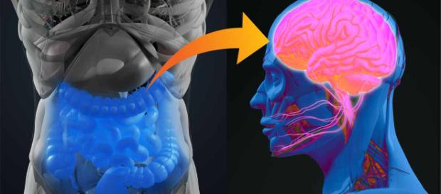 Su Intestino Puede Ayudar a Combatir La Depresión y Presión Arterial - mercola.com Su Intestino Puede Ayudar a Combatir La Depresión y Presión Arterial - mercola.com