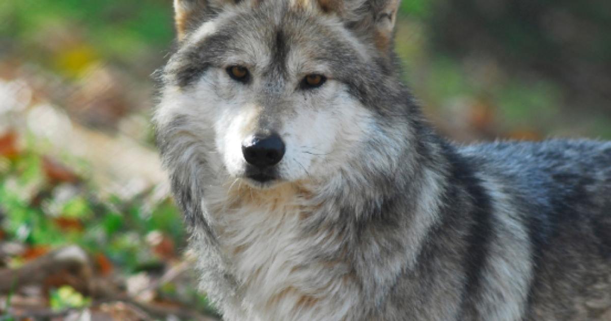 Spanish man was raised by wolves for 12 years