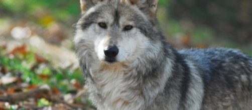 Male Mexican Grey Wolf. | Two new Mexican wolves arrived Mes… | Flickr - flickr.com