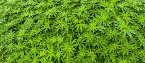 Marihuana (cannabis sativa) - Info - Taringa! - taringa.net