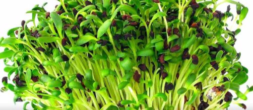 Beneficios de la alfalfa y sus propiedades