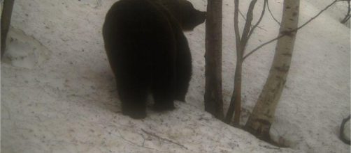 Los osos del Pirineo despiertan de la hibernación