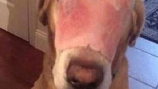 Il simpatico cane con la fetta di prosciutto sul volto