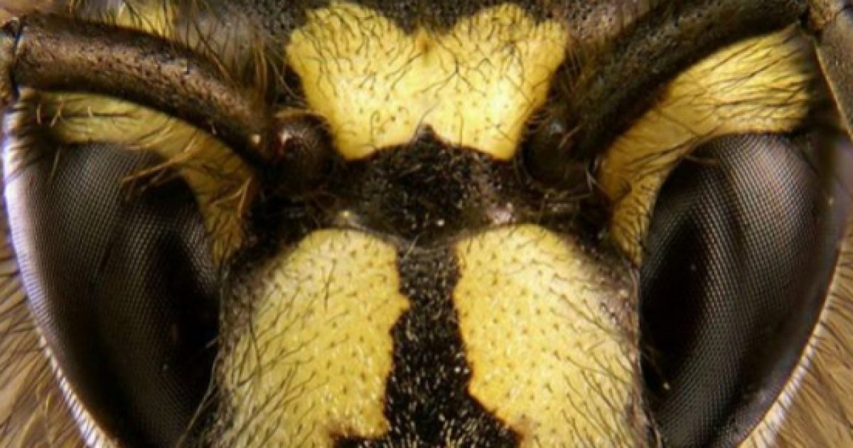 Killer Bees Numbering Approximately One Million Threaten Texas Neighborhood