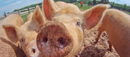Experimento con cerdos decapitados y la disyuntiva ética sobre el método