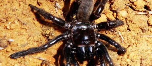 Morto il ragno più vecchio del mondo, aveva 43 anni