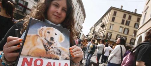 Vivisezione ed esperimenti sugli animali: l'Italia rischia la ... - ecoo.it