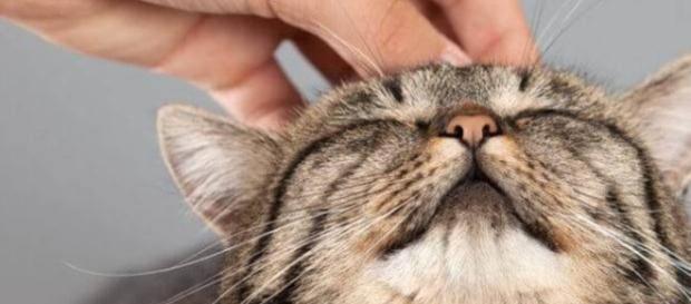 ¿Por qué y cómo ronronean los gatos? ¿Por qué y cómo ronronean los gatos?