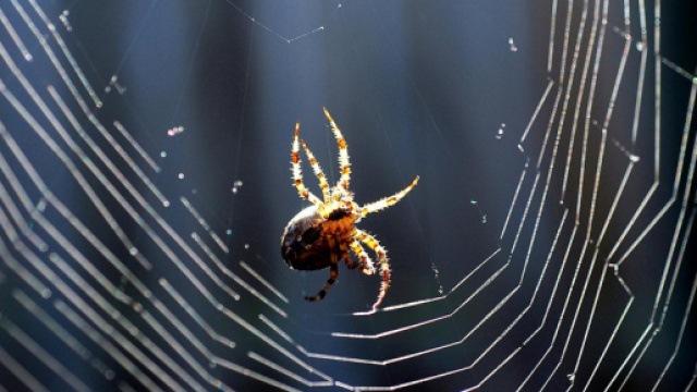 Ragnatela e ragno fotografati all'imbrunire