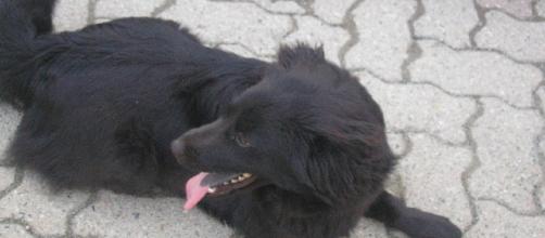 Straziato dalla morte della sua cagnolina, una meticcia nero simile a questa, a 14 anni si è ucciso.