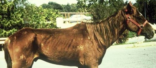 El mundo de los equinos y sus enfermedades - blogspot.com