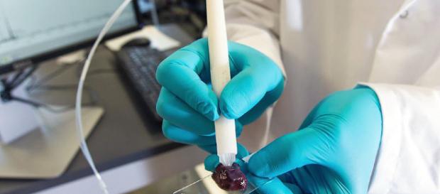 Un dispositivo identifica en segundos el tejido canceroso. Un dispositivo identifica en segundos el tejido canceroso.