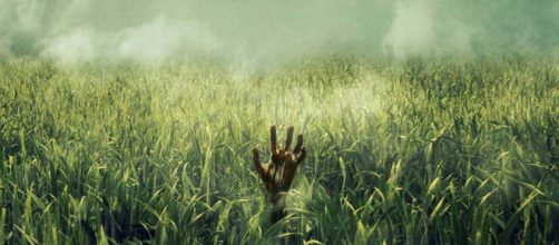 Netflix compra derechos de In the Tall Grass, novela de Stephen King y Joe Hill
