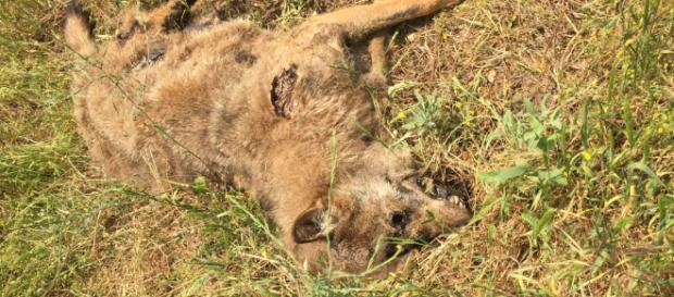 Il lupo trovato nella zona di Otranto. Il lupo trovato nella zona di Otranto.