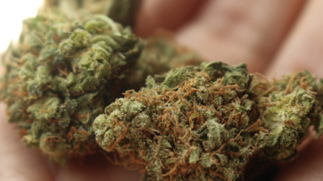 Cannabis, tutte le ultime notizie