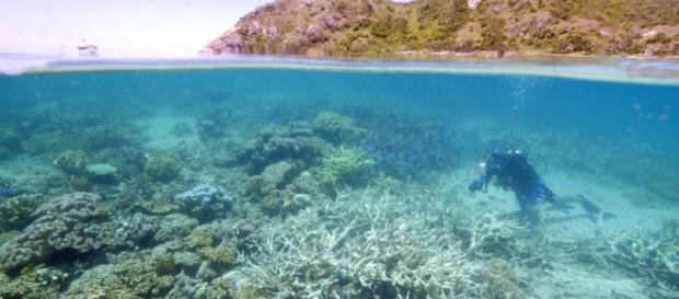 La Gran Barrera de Coral pierde su color por el calentamiento global La Gran Barrera de Coral pierde su color por el calentamiento global