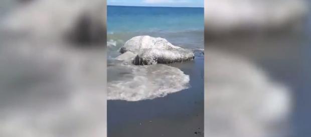Una strana creatura marina gigante, pelosa e sfilacciata si è spiaggiata nelle Filippine. Una strana creatura marina gigante, pelosa e sfilacciata si è spiaggiata nelle Filippine.