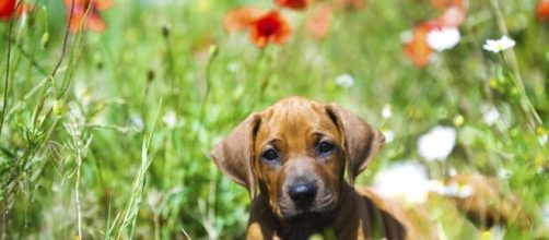 Cuidados para tu mascota en primavera