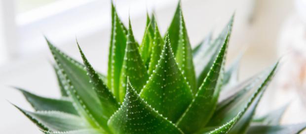 Aloe Vera, un verdadero milagro | Instituto Bienestar - wordpress.com Aloe Vera, un verdadero milagro | Instituto Bienestar - wordpress.com
