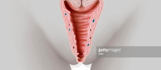Vagina drawing Pictures | Getty Images - gettyimages.fr Vagina drawing Pictures | Getty Images - gettyimages.fr