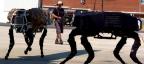 Photogallery - Robotic dogs could be the guards of the future
