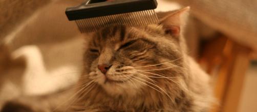 sito di incontri gatto signora