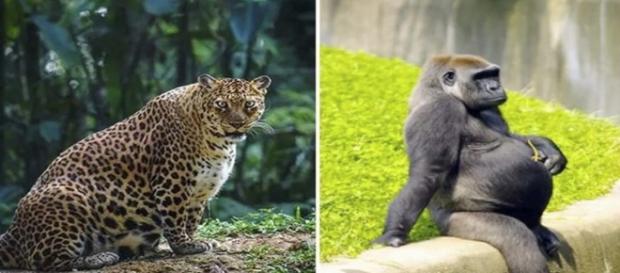 Algumas imagens de animais no período de gestação Algumas imagens de animais no período de gestação