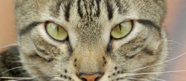 Los gatos esos pequeños tiranos Los gatos esos pequeños tiranos