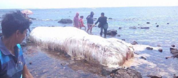 Mostro marino misterioso ritrovato nelle Filippine Mostro marino misterioso ritrovato nelle Filippine