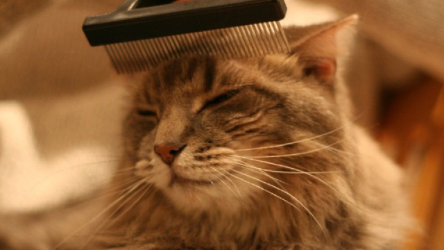 Una donna di 38 anni è morta mentre spazzolava il suo gatto, colpita da una violenta crisi respiratoria per una reazione allergica.