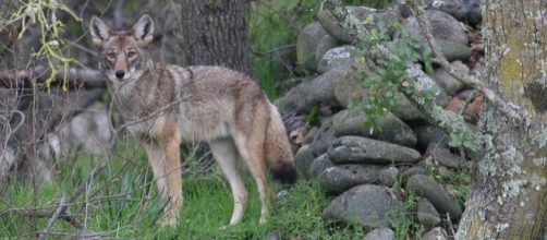 Coyote in California (Image credit – Steve Thompson, Wikimedia Commons)