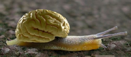 Fonte: https://www.express.co.uk/news/science/676614/Snails-have-TWO-brain-cells-Molluscs-controller-motivator