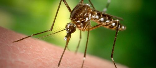 Malaria: scoperto l'pdore della malattia, di cosa si tratta