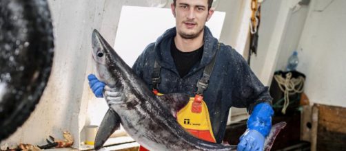 Pescatore ferito da uno squalo smeriglio morto