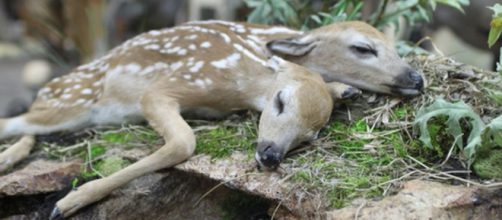 Usa, cervo con due teste nel bosco