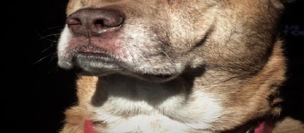 Cão que atirou no dono é mistura de labrador com pitbull Cão que atirou no dono é mistura de labrador com pitbull