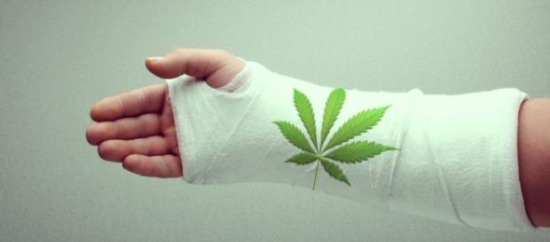 La ciencia descubre cómo la marihuana contribuye a la salud de los ... - royalqueenseeds.es La ciencia descubre cómo la marihuana contribuye a la salud de los ... - royalqueenseeds.es