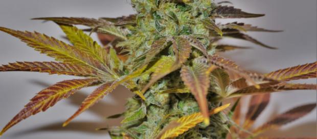 manuales de cultivo - paisagrowseeds.com manuales de cultivo - paisagrowseeds.com