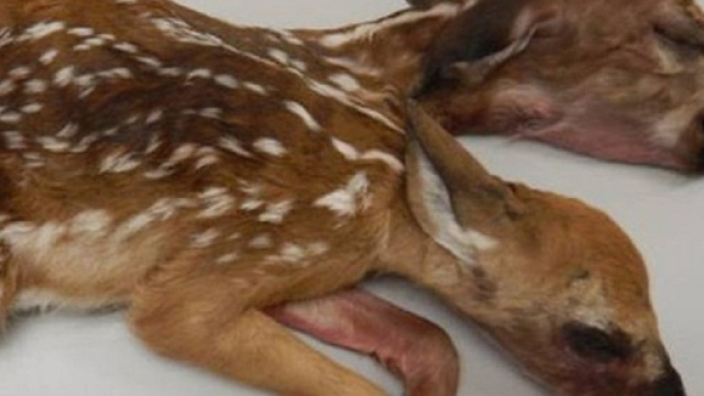 Cerbiatto a due teste, l'eccezionale scoperta nel Minnesota