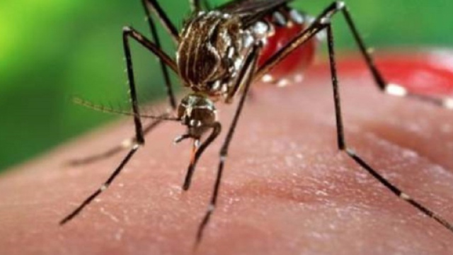 Individuato l'odere della malaria