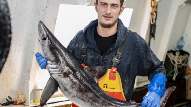 Pescatore ferito da uno squalo smeriglio morto